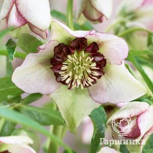 

Морозник Винтер Эмоушнс Анемоне Пикоти