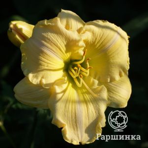 

Лилейник Астолат