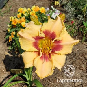 Лилейник Баю Брайд