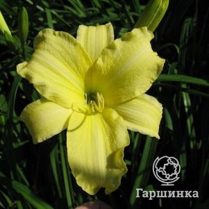 

Лилейник Крим Дроп