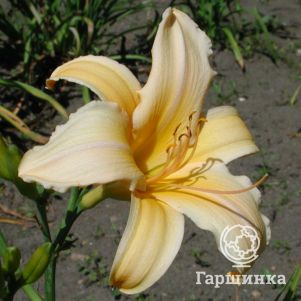 

Лилейник Френсис Фэй