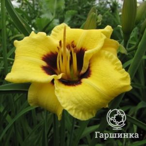 

Лилейник Литл Бамбл Би