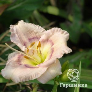 

Лилейник Силоам Дэвид Киргхоф