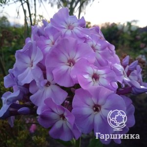 Флокс Мирослав