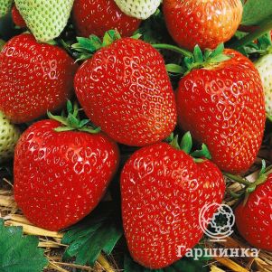 

Клубника Вима Рина ремонтантная крупноплодная сладкая с кислинкой