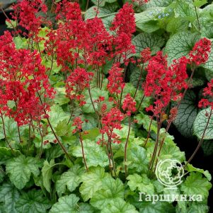 

Гейхера Корал Форест