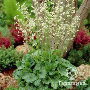 Гейхера Вайт Клауд