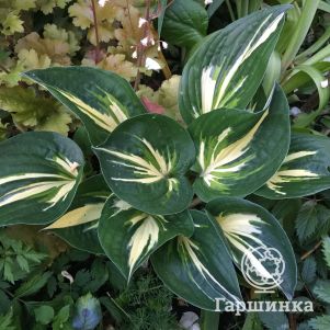 

Хоста Клиффордс Стингрей (ML)