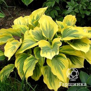 

Хоста Айвори Коаст (М)