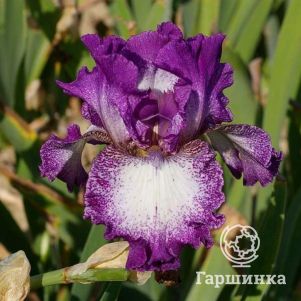 

Ирис бородатый Отумн Энкор