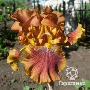 

Ирис бородатый Отумн Ливс