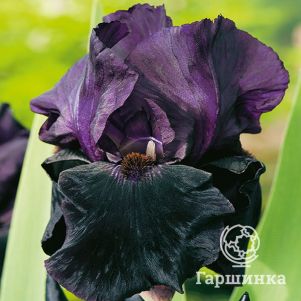 

Ирис бородатый Блэк Найт