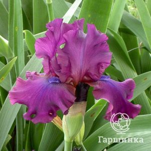 

Ирис бородатый Салтри Муд