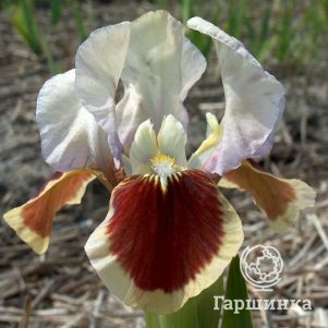 

Ирис карликовый Ред Харт