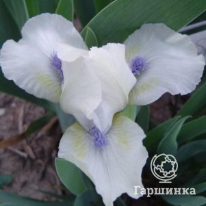 

Ирис карликовый Стар оф Африка