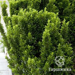 

Бересклет японский Грин Спайр