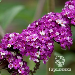

Буддлея Давида Беррис энд Крим
