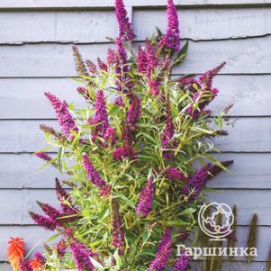 

Буддлея Батерфляй Тауэр