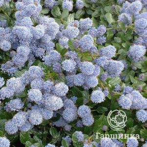 

Краснокоренник Репенс