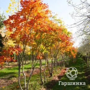 

Клен Батерфляй