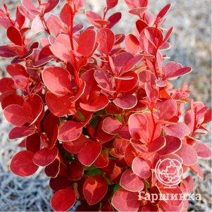 

Барбарис Тунберга Венис