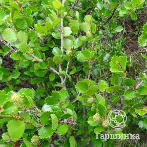 

Береза карликовая