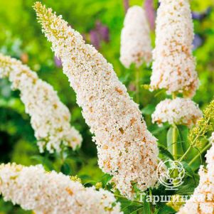 

Буддлея Уайт Болл