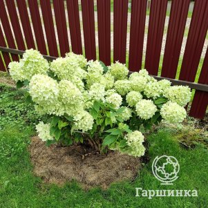 Гортензия Мохито метельчатая