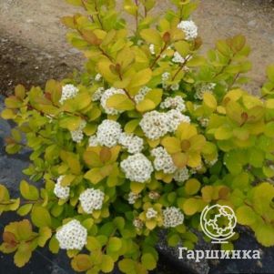

Спирея Тор Голд березолистная
