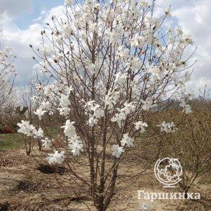 

Магнолия Лебнера Меррилл