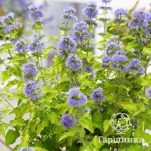 

Кариоптерис Хинт оф Голд