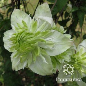 

Клематис флорида Альба Пленa махровый (2-3)