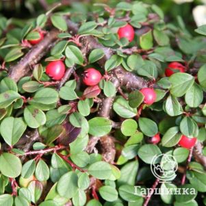 

Кизильник Куин оф Карпет