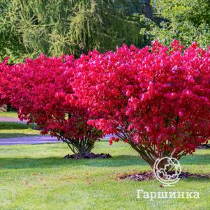 

Бересклет Ред Каскад