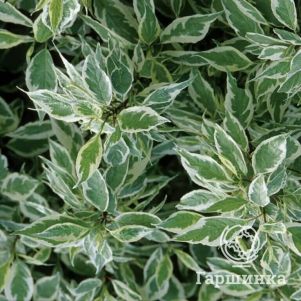 

Дерен Айвори Хало