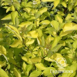 

Дерен Ауреа