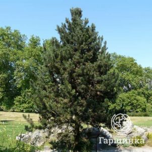 

Сосна горная Унцината