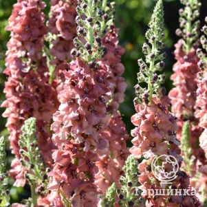 

Вербаскум Карибиан Краш