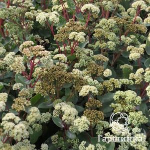 

Очиток (седум) Самме Сюрпрайз