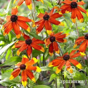 

Рудбекия Прери Глоу