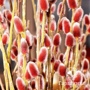 Ива тонкостолбиковая Маунт Асо (пушистые розовые почки)