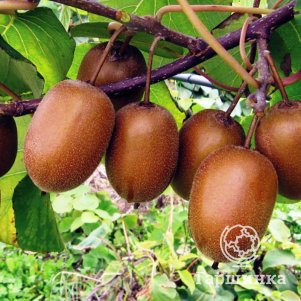 

Актинидия (мини киви) Хейвард деликатесная