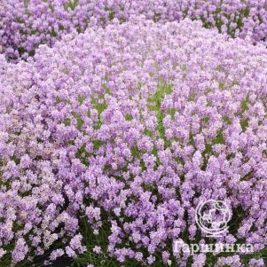 

Лаванда Розеа