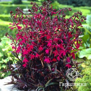 

Лобелия Русская Принцесса