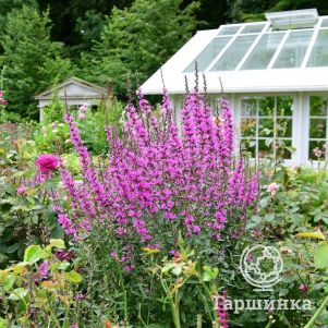 

Дербенник Дропмор Перпл