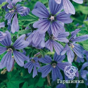 

Мальва Примли Блю