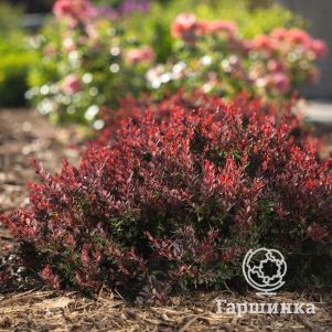 

Барбарис Тунберга Ламбруско Бейлелла