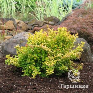 

Барбарис Тунберга Лимончелло Бейлерин