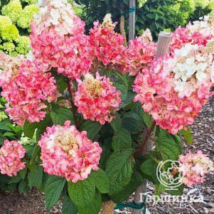 

Гортензия Петит Лантерн (Маленький фонарь) метельчатая