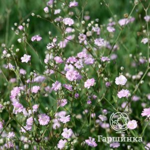 

Гипсофила Пинк Фестиваль